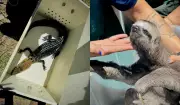 Quatro presos e animais resgatados em operação contra exploração em aldeia no AM