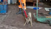 Raposa é resgatada em oficina em Ituiutaba e devolvida à natureza sem ferimentos