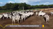 Roraima inaugura 1ª estação pré-embarque para exportação de gado vivo no Cantá