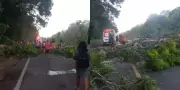 Árvore cai na PA-391 e atinge motociclista em Santa Bárbara do Pará