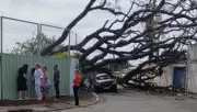 Árvore de grande porte cai e derruba muro de escola estadual em Campinas