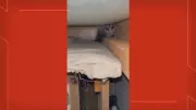 Saruê é resgatado após invadir casa e se esconder dentro de sofá no DF