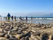 SC inicia pesca da tainha: tradição açoriana movimenta economia e cultura no litoral