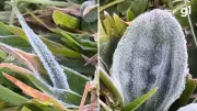 Semana começa com temperaturas próximas de 0°C no Rio Grande do Sul