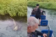 Sucuri gigante ataca porco-do-mato durante passeio em Bonito