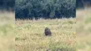 Tamanduá-bandeira carrega filhote nas costas em zona rural de Guareí