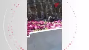 Tomba carreta com mangas e interdita parcialmente BR-135 em Bocaiuva