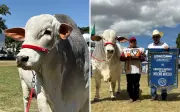 Touro goiano Maverick da Louz é Grande Campeão da ExpoZebu 2026 na categoria Nelore Mocho