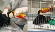Tucano baleado com chumbinho morre após cirurgia e amputação da asa em Prudente