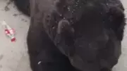 Urso abre garrafa de Coca-Cola sozinho e viraliza na China
