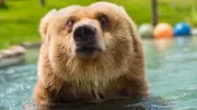 Urso-pardo Verrú, resgatado após 20 anos em circo, morre em santuário em SP