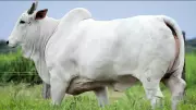 Vaca bate recorde de fertilidade com 724 oócitos viáveis em MT