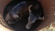 Vaca cai em cisterna de 2,5 m e é resgatada pelos bombeiros em MG