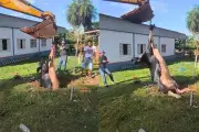 Vaca é resgatada de fossa desativada por bombeiros em Três Lagoas