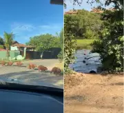 Vídeo: grupo de capivaras atravessa avenida em fila em Búzios