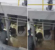 Vídeo mostra égua resgatada de adutora em BH; abastecimento afeta 715 bairros