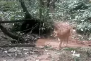 Vídeo mostra onças-pardas em área de mata no litoral de SP
