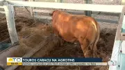 Vídeos do Bom Dia Tocantins de 14/05/2026: Destaques da Edição