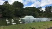 Zoológico de Sapucaia do Sul fecha após morte de 15 cisnes; causas são investigadas