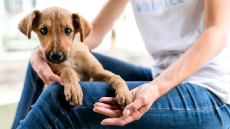 1º Circuito Pet Habitacional oferece serviços gratuitos em Macapá