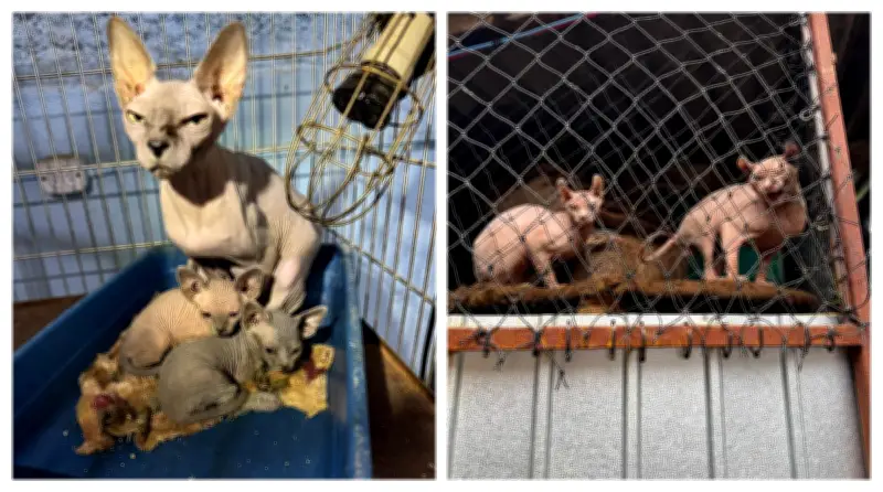 133 gatos e 5 cães resgatados de abrigo clandestino em SP