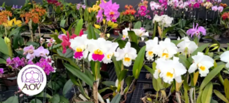 18ª Exposição Nacional de Orquídeas em Valinhos: datas e horários
