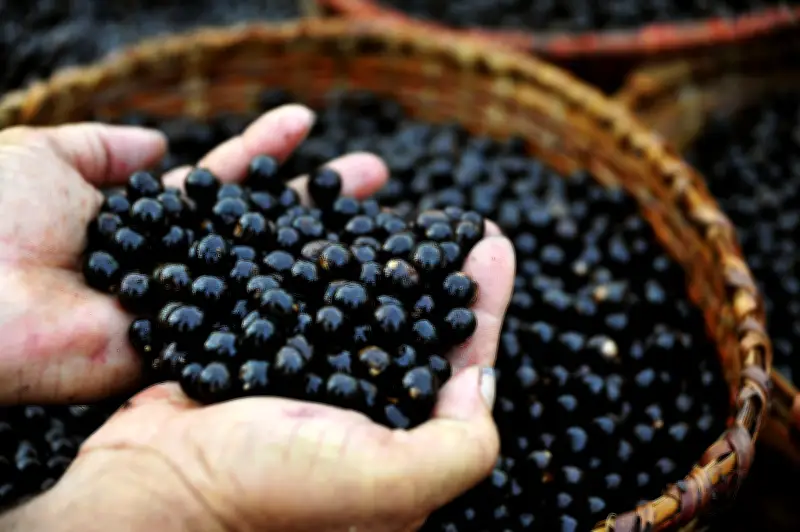Açaí lidera produção agrícola no Amapá com R$ 92 milhões em 2025