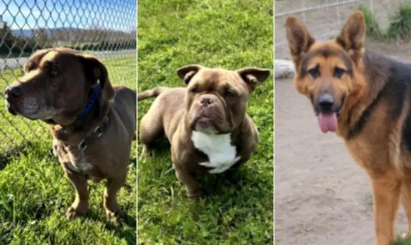 Abrigo 'sem eutanásia' na Califórnia: restos de 117 cães encontrados
