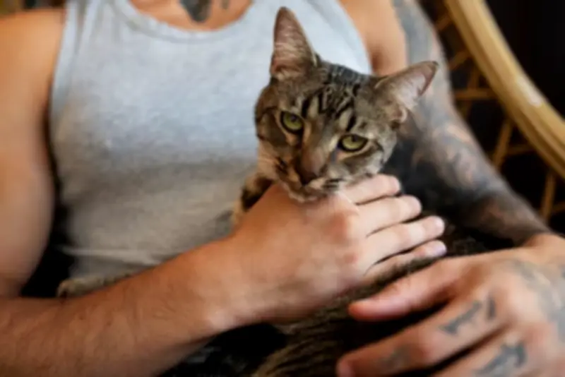 Acariciar gatos piora estresse, sugere estudo