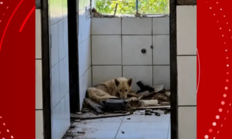 Adolescente é apreendido por maus-tratos a cães em escola desativada na Bahia