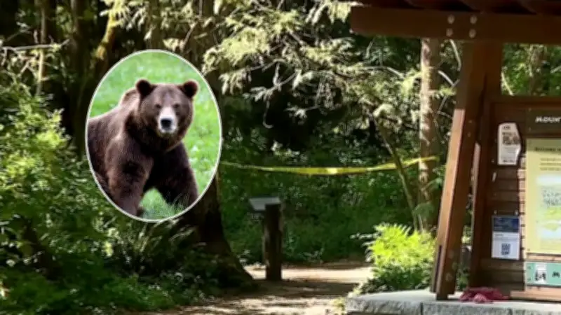 Adolescente é atacado por urso em trilha nos EUA; amigo fica ferido