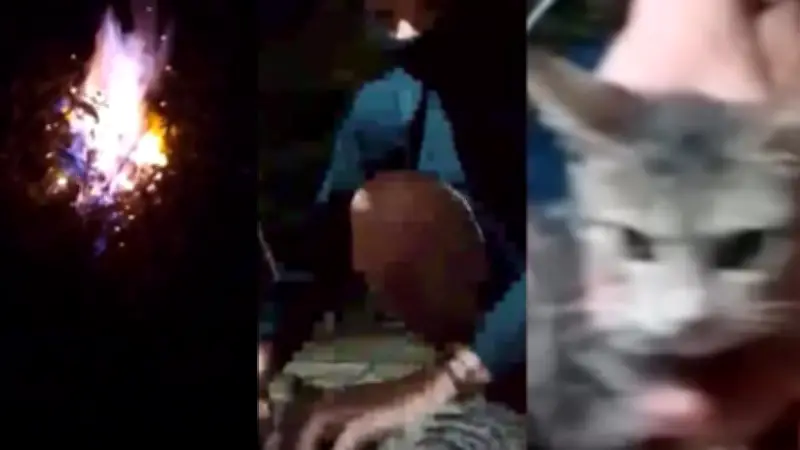 Adolescente confessa tortura e morte de gatos em lives no Pará