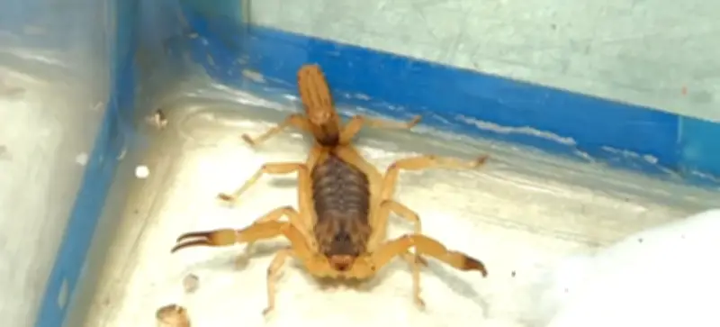 Alagoas tem 4.400 picadas de escorpião-amarelo em 4 meses