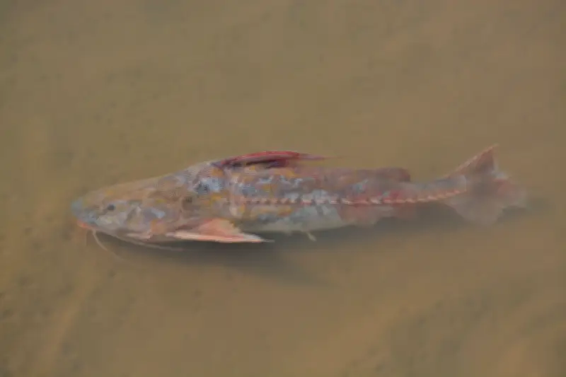 Alerta no Rio Teles Pires: superpopulação de peixes abotoado preocupa