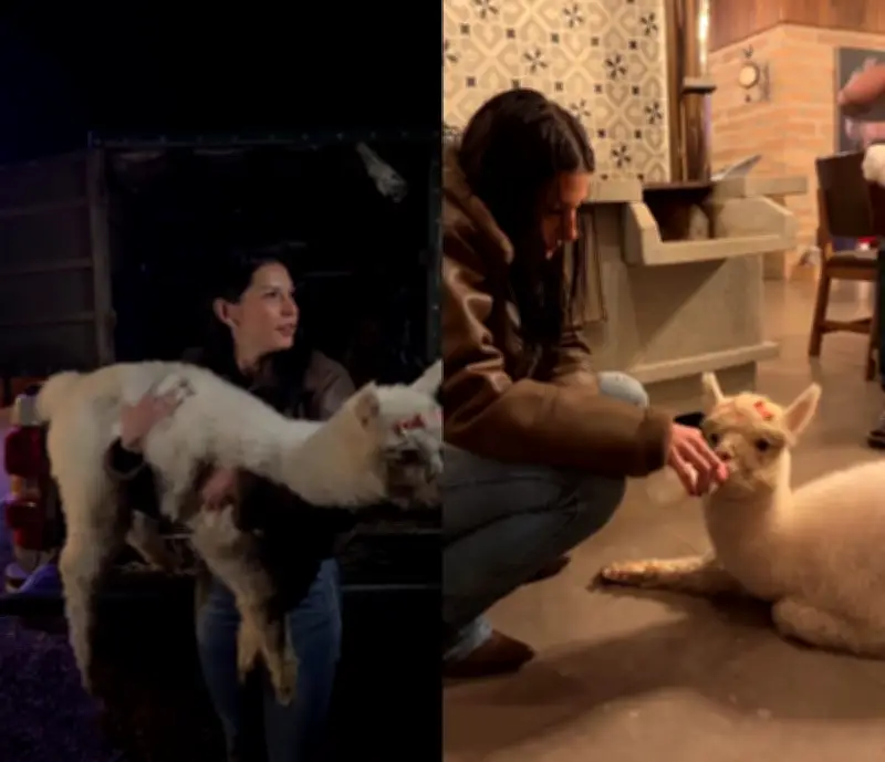 Ana Castela viaja a SC para buscar alpaca de estimação Odete