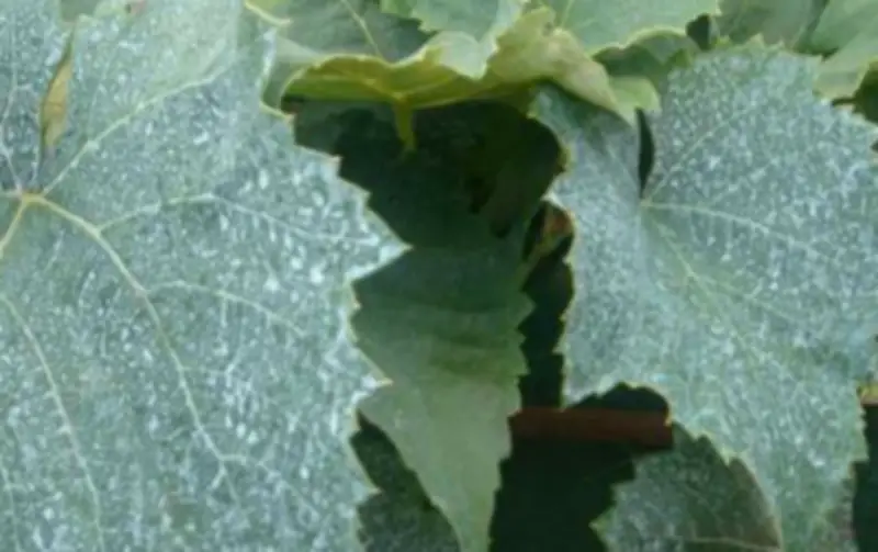 Aprenda a preparar calda bordalesa para combater fungos em plantas