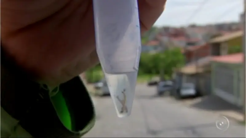 Araçatuba enfrenta avanço da chikungunya com 559 casos e duas mortes em 2026