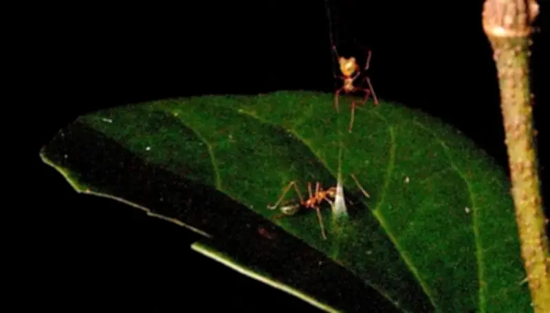 Aranha 'ballista' usa catapulta de seda para capturar formigas na Austrália