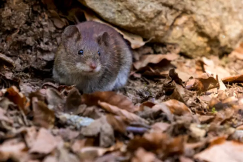 Argentina identifica nova variante de hantavírus na Terra do Fogo