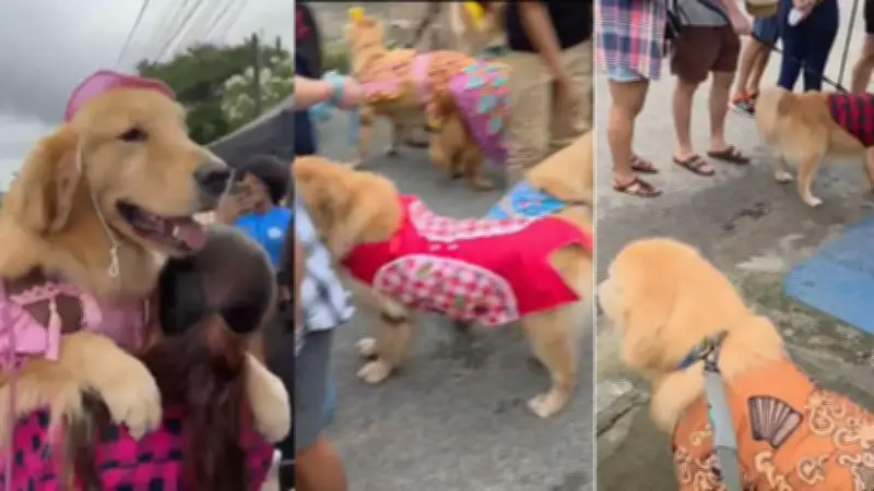 Arraiá pet no Recife reúne cachorros fantasiados em prévia de São João