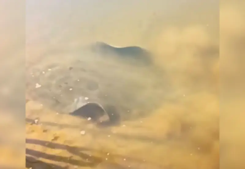 Arraia-maçã gigante é flagrada por banhistas no rio Araguaia em Xambioá