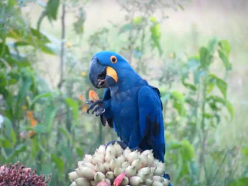 Aves sentem gosto dos alimentos e são imunes à pimenta, revela ornitólogo