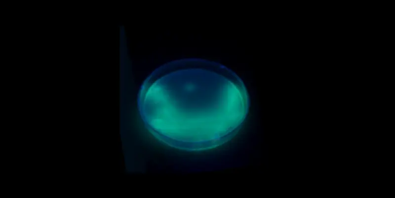 Bactéria Pseudomonas aeruginosa em produtos no Brasil: entenda os riscos