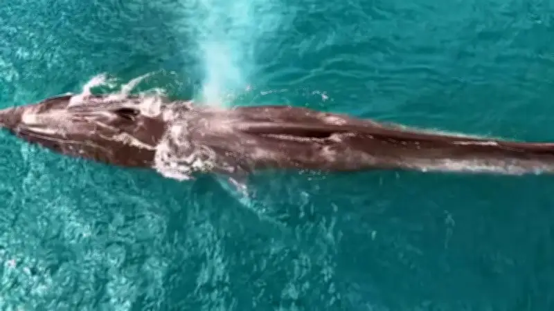 Baleia-fin, segunda maior do mundo, é avistada em Ilhabela