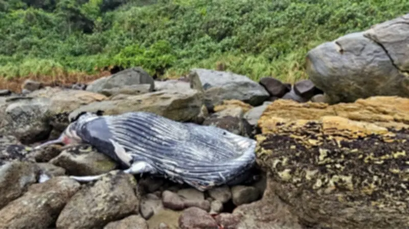 Baleia-jubarte morta é encontrada em praia de SC; retirada será na terça