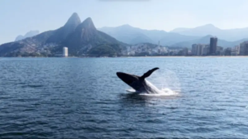 Baleia-jubarte salta mais de 50 vezes em Ipanema e encanta o Rio