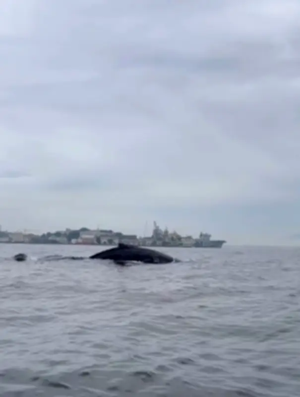 Baleia-jubarte surge ao lado de canoa na Baía de Guanabara; céu do Rio ganha tons impressionantes