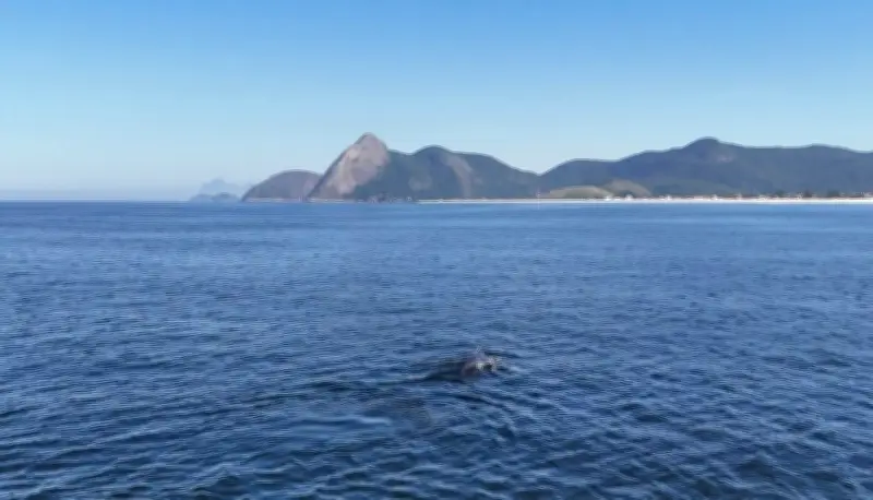 Baleias jubarte encantam com saltos na Praia de Itaipuaçu, em Maricá