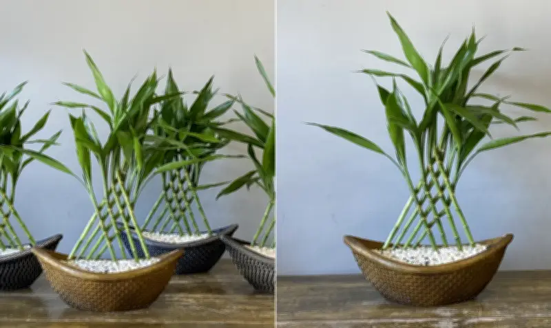 Bambu-da-sorte: onde colocar para atrair prosperidade e equilíbrio