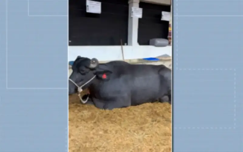 Búfala bate recorde mundial com 40,25 kg de leite em Minas Gerais